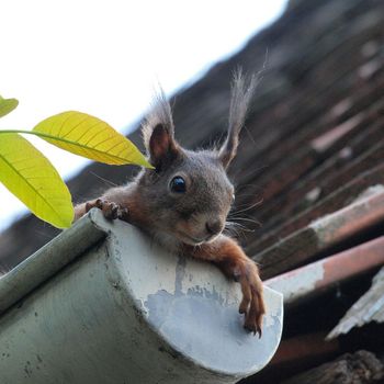 Eichhörnchen - DET 24 – UMWELTTECHNIK GMBH aus Sprockhövel
